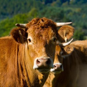 BŒUF LIMOUSIN