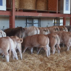 LE VEAU ROSE <br>ELEVÉ SOUS LA MERE