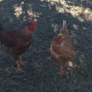 POULET DES CEVENNES OU CHAPON DES CEVENNES