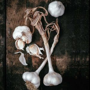 Ail blanc de Lomagne
