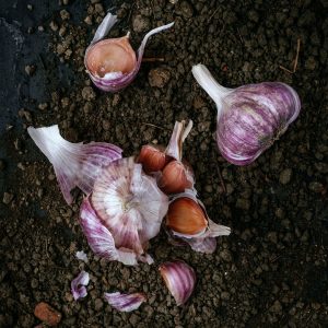 Ail violet de Cadours