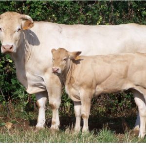 BLONDE D’AQUITAINE