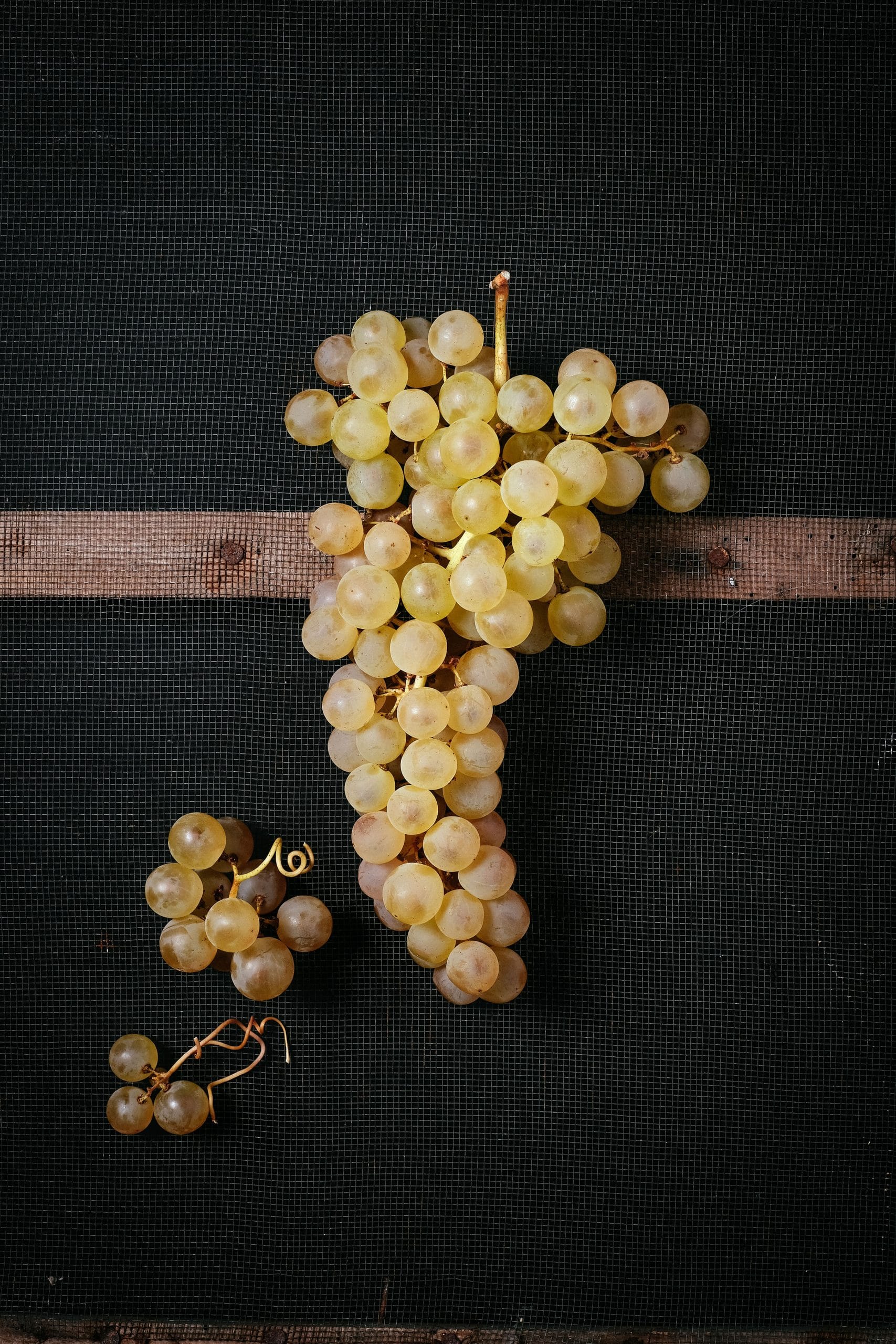 chasselas de moissac (2)