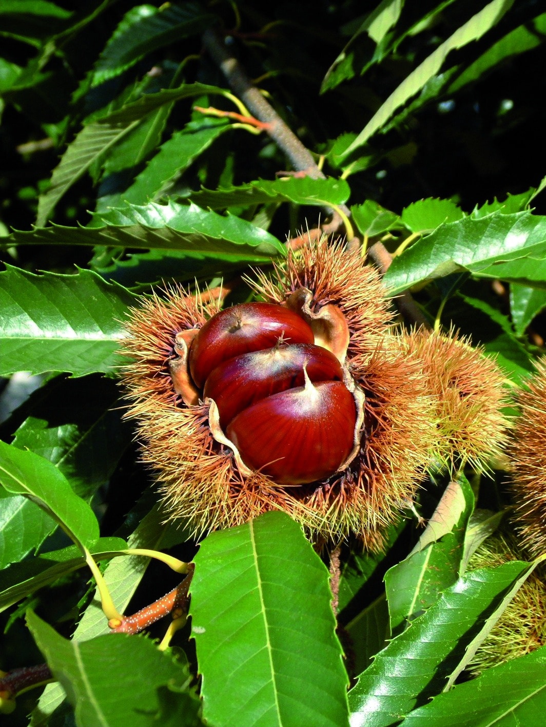 marrons1