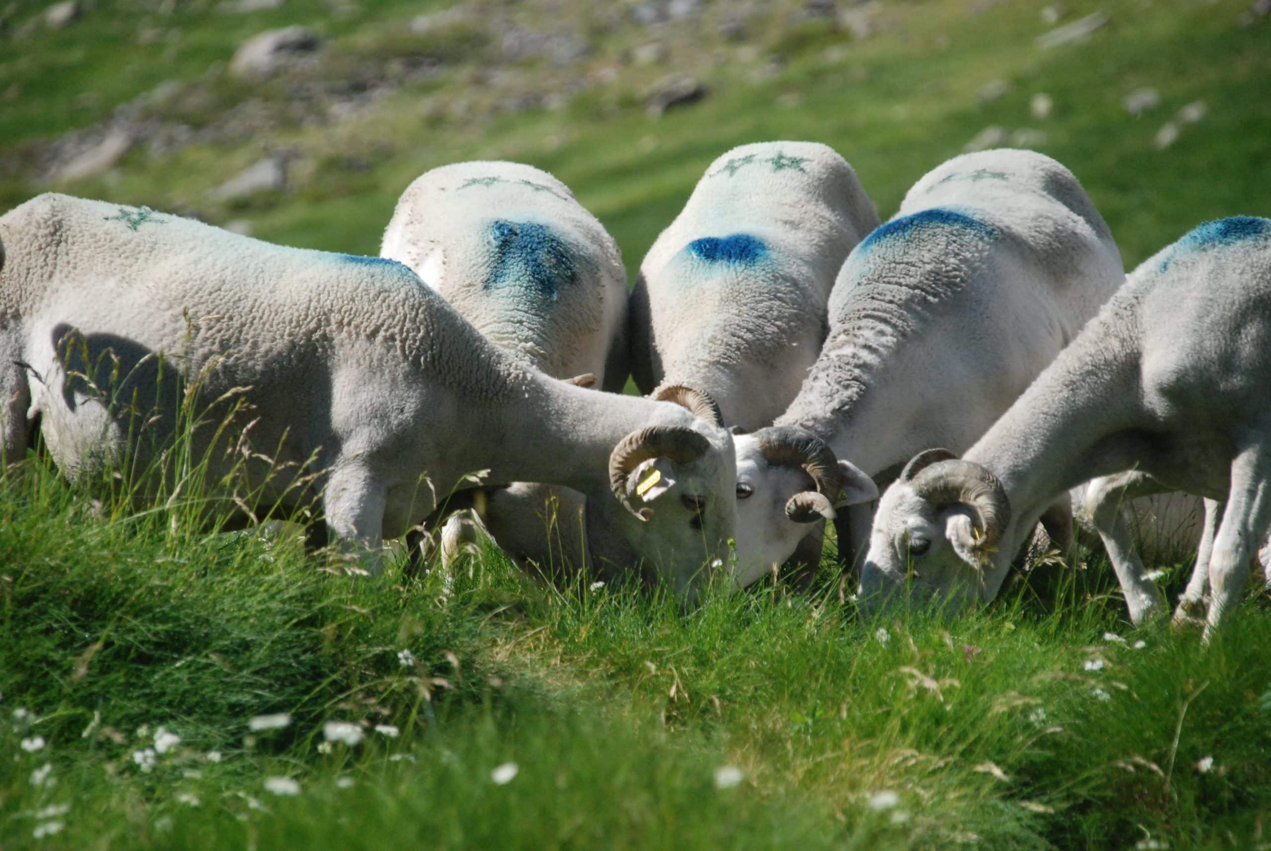agneau_des_pyrenees