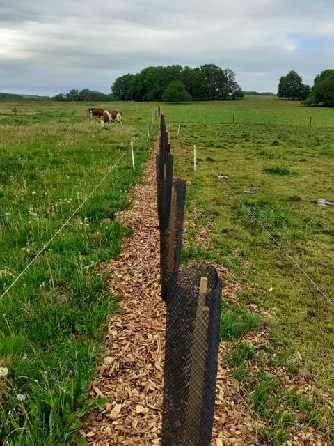Plantations haies 2