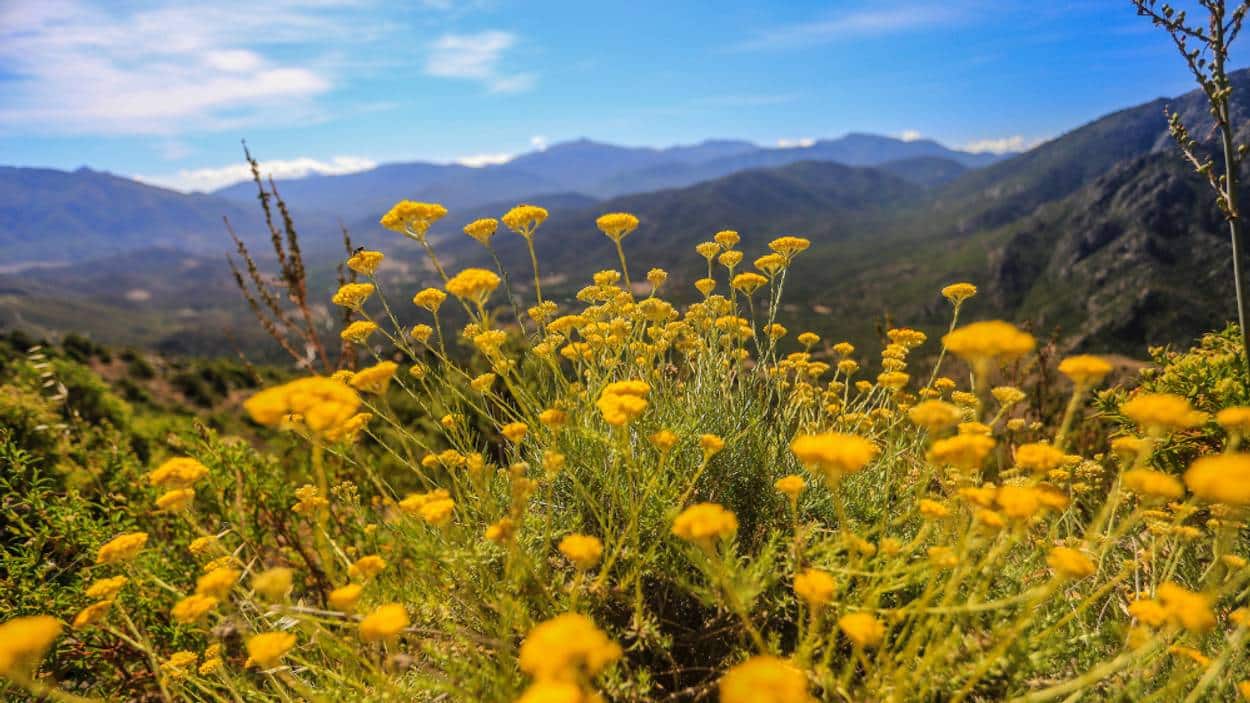 illustration-immortelle-maquis-nature-montagne-moltifao-illustration-maquis_4ff4443ac64e51305443ac64eb6054v_