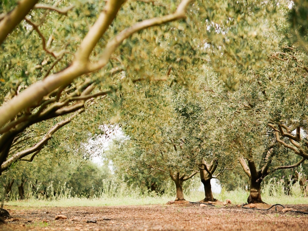L'huile d'olive d'Occitanie, une filière en quête d’adaptation et de structuration dans un contexte d’évolution face au changement climatique