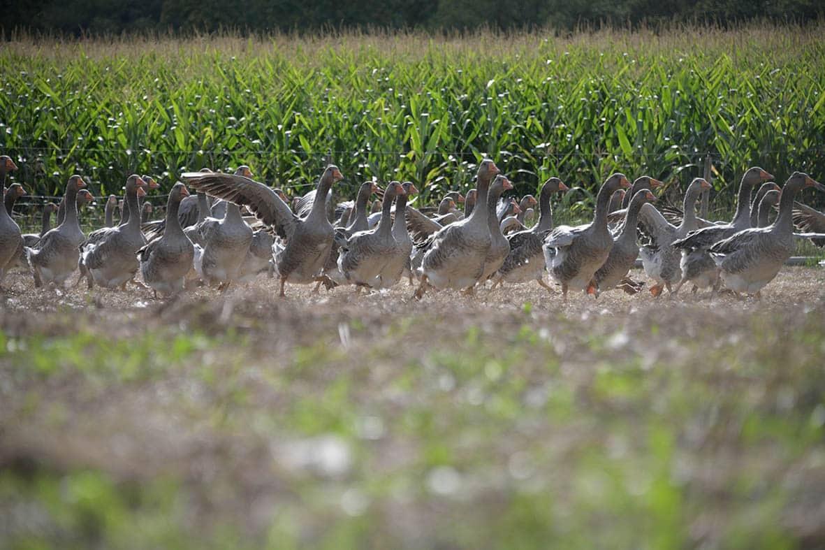 Le foie gras du Sud-Ouest se réinvente sans renier ses racines