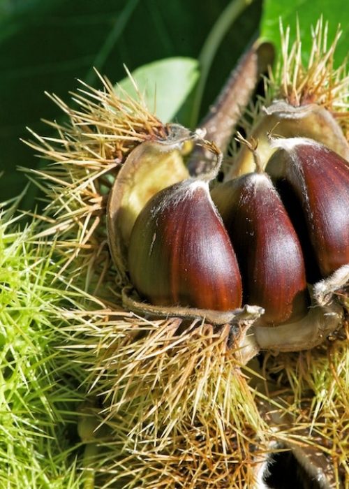 produit eco responsable hérault