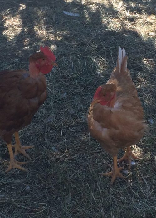POULET DES CEVENNES