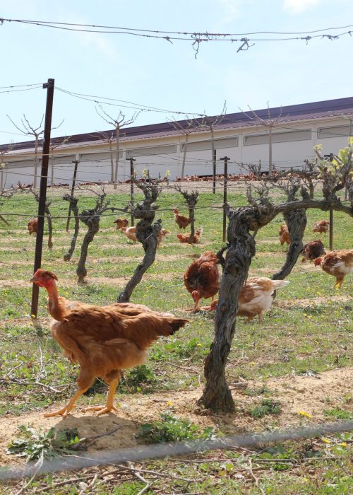 VOLAILLES LANGUEDOC