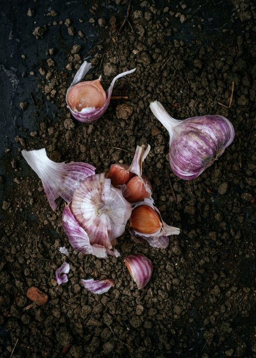 ail violet de cadours (produit)