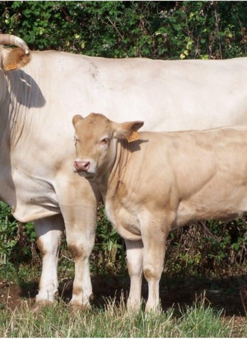blond_d_aquitaine