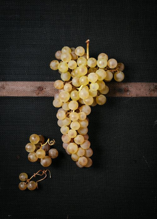chasselas de moissac (2)