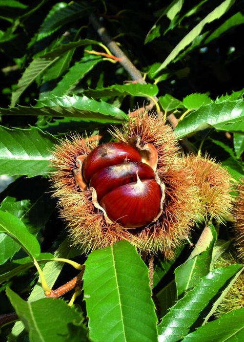 marrons1
